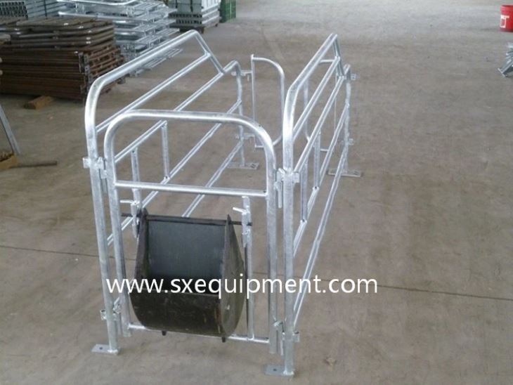 Pig Gestation Crate