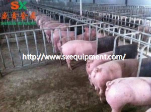 Peti Penggemukan Babi Di Ladang